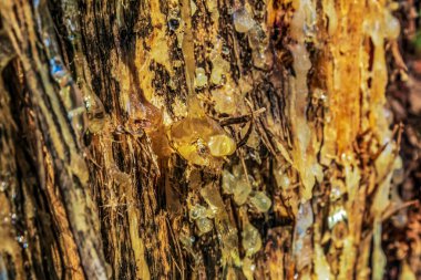 Ağaç kabuğunun dokusu yosunlu.