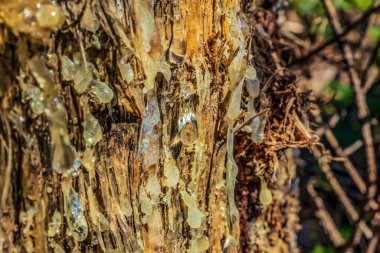 Arkaplanı bulanık olan bir ağacın dikey görüntüsü