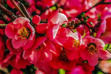 Güzel botanik fotoğrafı, doğal duvar kağıdı.