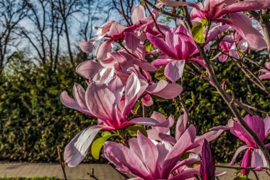 Güneşli bir günde manolya çiçekleri