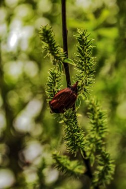 Kırmızı bir böceğe yaklaş.
