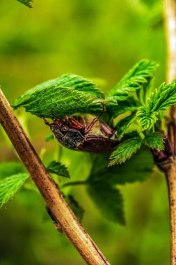 Isırgan otuna yakın.