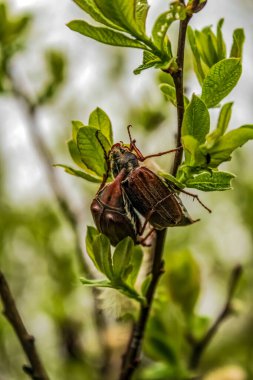 Ağaçtaki bir böceğin yakın plan fotoğrafı.