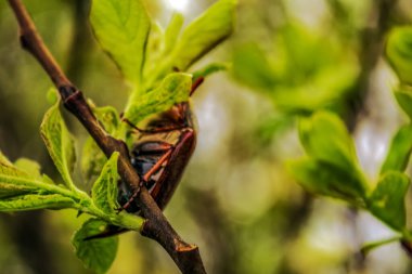 Bir ağaç dalındaki bulanık arının seçici odaklı yakın plan görüntüsü.