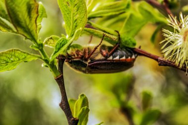 Güzel botanik fotoğrafı, doğal duvar kağıdı.