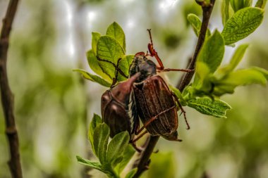 Yeşil yapraklı kahverengi bir böceğin yakın plan fotoğrafı.