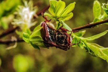 Güzel botanik fotoğrafı, doğal duvar kağıdı.
