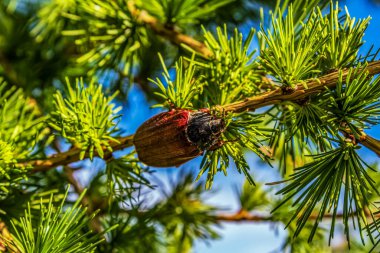Ormandaki çam kozalaklarını kapat, seçici odaklanma.