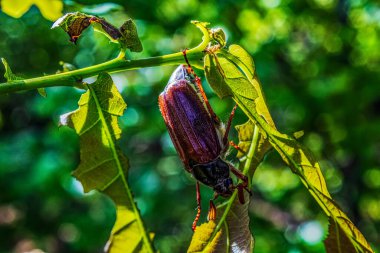 Ağaçtaki yeşil böceğe yaklaş.