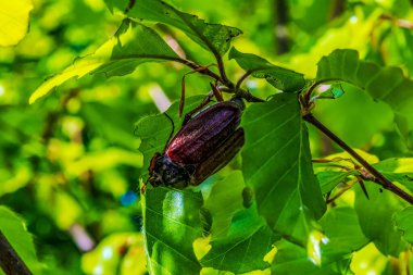 Yeşil yapraklı bir arının yakın plan çekimi.