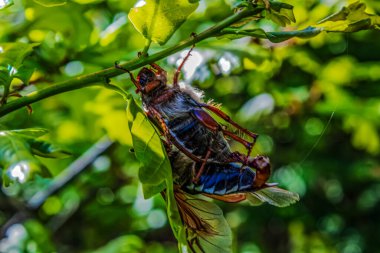 Vahşi doğada böceğe yakın çekim