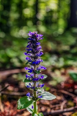Ormandaki yaz otlağında güzel mor çiçekler