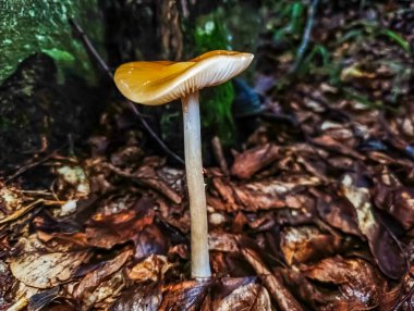 Yosun içinde mantar