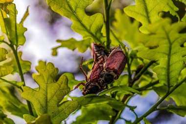 Bir dalda oturan güzel bir kelebeğin yakın plan fotoğrafı.