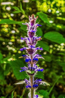 Bahçedeki mavi çiçekler