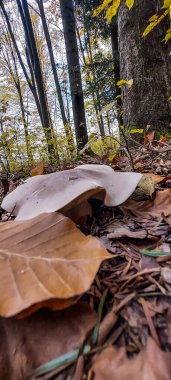 Yaprakları ve ağaçları olan sonbahar ormanı