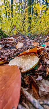 Sonbahar yaprakları, sonbahar bitkileri