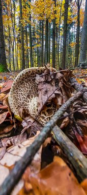 Sonbahar ormanı. Ormanda mantar. Mantar yapraklarının arka planında mantar. mantarlar.