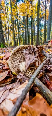 Ormanda sonbahar yaprakları