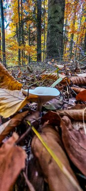 Sonbahar yaprakları, sonbahar bitkileri