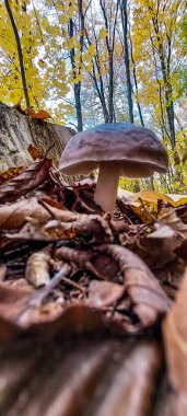 Ağaçlar ve yapraklarla dolu güzel bir sonbahar ormanı
