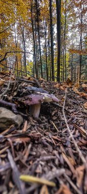 Ağaçlar ve yapraklarla dolu sonbahar manzarası