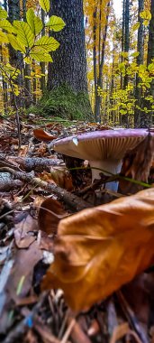 Sonbahar ormanda büyüyen mantar