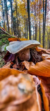 Ormanda sonbahar yaprakları