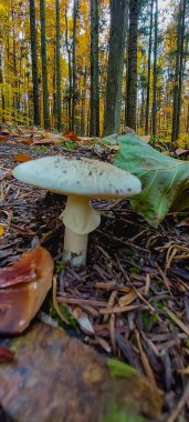 Güzel sonbahar yaprakları, bitkiler ve yapraklar.