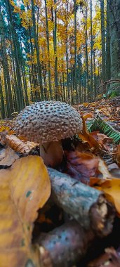 Sonbahar yaprakları, sonbahar bitkileri