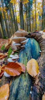 Yere düşen yapraklı bir mantarın dikey görüntüsü.