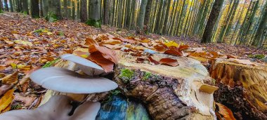 ormandaki sonbahar mantar