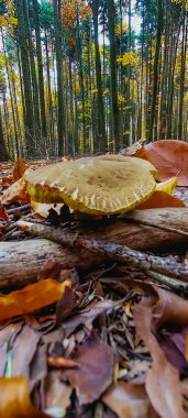 Parkta sonbahar yaprakları