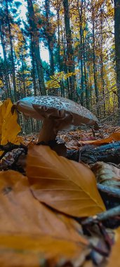 Sonbahar yaprakları, sonbahar bitkileri