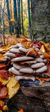 Sonbahar ormanında beyaz mantarların dikey çekimi