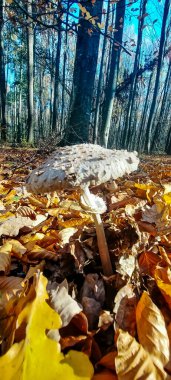 Ormanın güzel manzarası