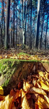 Parktaki sonbahar ormanı