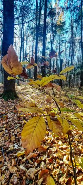 Sonbahar yaprakları, sonbahar bitkileri