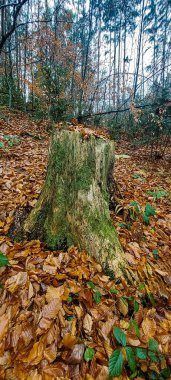 Ormanda devrilmiş bir ağaç