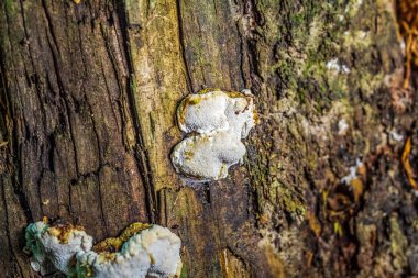 Eski ahşap arka planda beyaz mantarlar