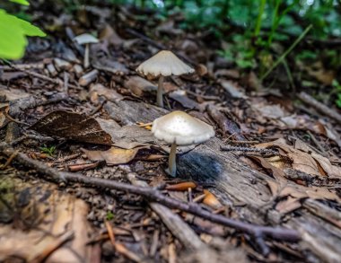 Ormanda büyüyen mantarlar, yakın plan -.