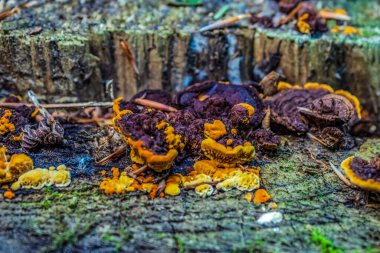 Ormandaki bir ağaç kütüğündeki bir grup sarı mantarı kapatın.