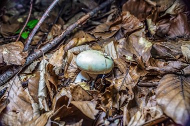Ormanda beyaz mantarların yakın plan çekimi.