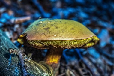 Ormandaki bir mantara yaklaş.