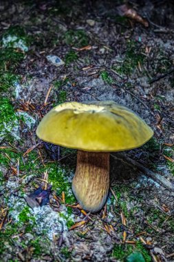 Ormandaki mantar, sonbahar geçmişi, doğa.