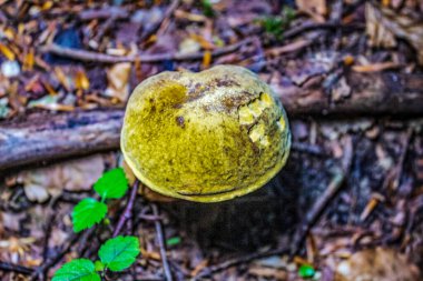 Sonbaharda ormanda mantar