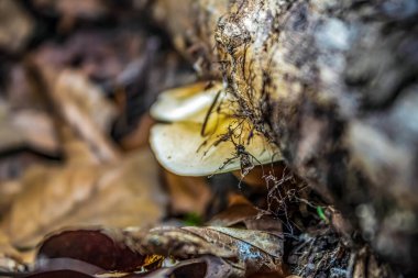 sonbahar ormanda mantar