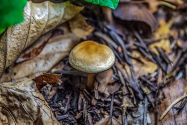 Sonbahar Ormanında Mantarlar