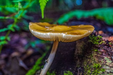 Ormanda mantar, mantar