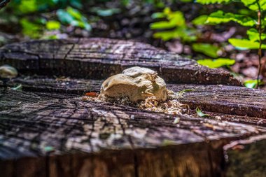 Ormandaki yaşlı kütük.